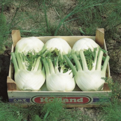 Fenkuł Rondo F1 2500 nasion ZW ST